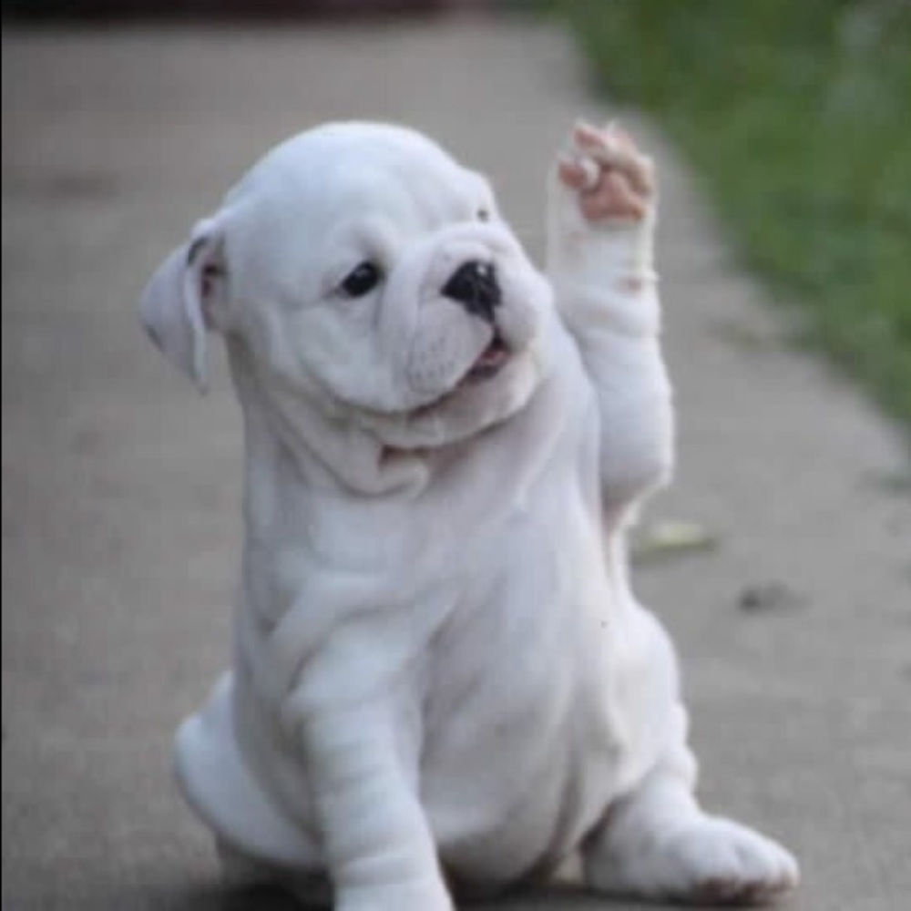 Meet your Posher, Chelsea